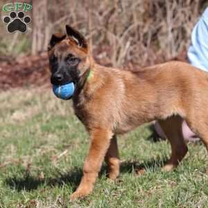 Easton, Belgian Malinois Puppy